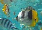 k Bora Bora (57)
